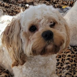 Cavapoos, Companion Crosses, Goldendoodles, and Golden Retrievers from SoléLuna Golden Retrievers