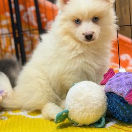Cristiano - White male Pomsky puppy in Centerville, Iowa from LJ Kennels Pomskies, LLC