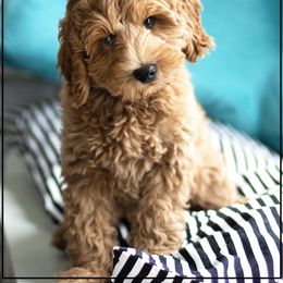 Australian Labradoodle Puppies from South Mitten Labradoodles