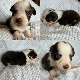 Red tri female - Red tri female Toy Australian Shepherd puppy in Brooker, Florida from Honey, I Shrunk the Aussies