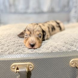 Boy 2 - Dapple male Dachshund puppy in Anderson, Alabama from Pasek Kennels
