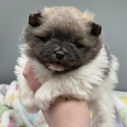 Dory - Blue parti female Pomeranian puppy in Newark, Ohio from Keeperofstars Pomeranians