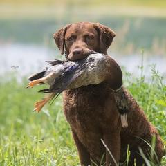 Chesapeake Bay Retrievers from Next Generation