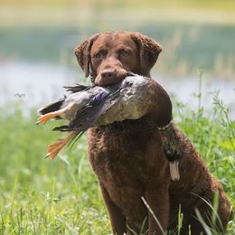 Chesapeake Bay Retrievers from Next Generation