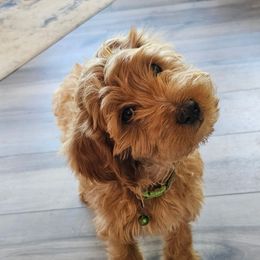 Peanut - Red  male Goldendoodle puppy in Deer Park, Washington from Doodle Paw Ranch