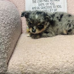 Bo- jangles - Blue merle male Chihuahua puppy in Redding, California from Akc ivy league chihuahua .  Com