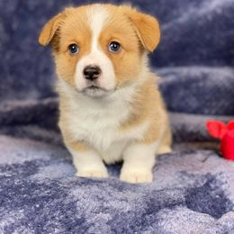 Pembroke Welsh Corgi Puppies from Wiggle B Ranch Corgis