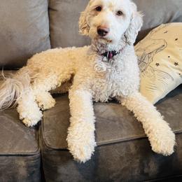 Cookie - Goldendoodle