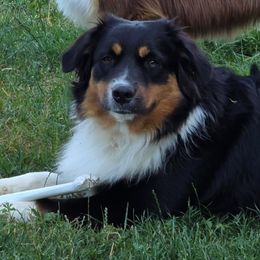 Penny - Miniature American Shepherd