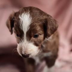 Bernedoodle, Bordoodle, and Golden Retriever Puppies from Golden Light Puppies