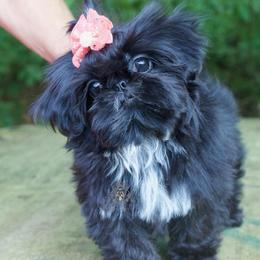 Majestys Shih Tzu Belladonna - Black female Shih Tzu puppy in Douglas, Massachusetts from Majesty’s Shih Tzus