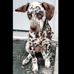 Dalmatian Puppies from LINY Dalmatians