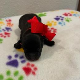 Millie - Chocolate brindle female Havapoo puppy in Brookings, South Dakota from Hofer Pups