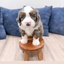 Tucker - Blue merle male Bernedoodle puppy in Ormond Beach, Florida from Florida Coast Doodles