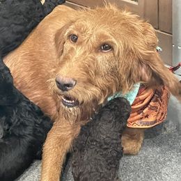 Labradoodle Puppies from Northwest Sporting Doodles