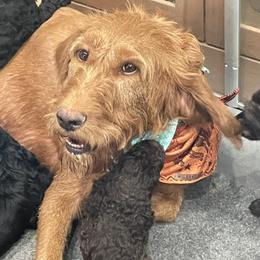 Labradoodle Puppies from Northwest Sporting Doodles