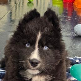 Journee - Black and white male Siberian Husky puppy in East Tawas, Michigan from BurnsBerg's Woolies