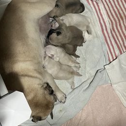 Pug Puppies from Southern Pugs