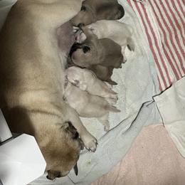 Pug Puppies from Southern Pugs