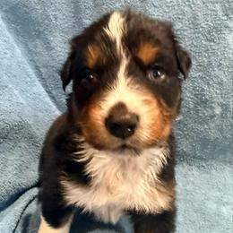 Greg - Black tri-color male Australian Shepherd puppy in Atkinson, Illinois from Diamond Ridge Aussies