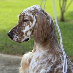 Briley - English Setter
