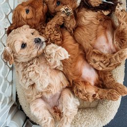Aussiedoodle, Cockapoo, Miniature Australian Shepherd, and Poodle Puppies from Benson’s Red River Aussies