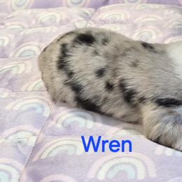 Wren - Blue merle female Australian Shepherd puppy in Divide, Colorado from Outlaw Farm and Kennel