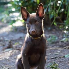 Australian Kelpies from Kanati Kelpies