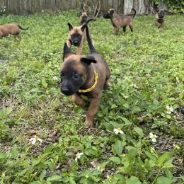 Chorus - Mahogany male Belgian Malinois puppy in Deerfield Beach, Florida from vd Hunde der neuen Äre