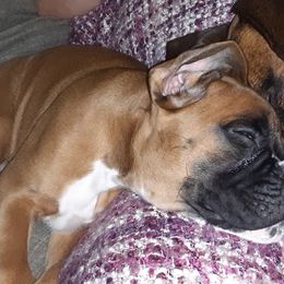 Boxer Puppies from Aleman Euro Boxers