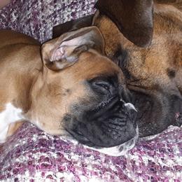 Boxer Puppies from Aleman Euro Boxers
