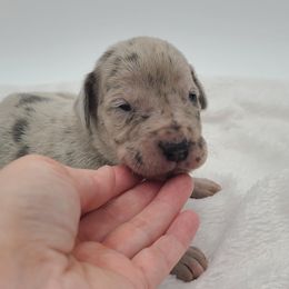 Luna Blue Merle - Merle female Great Dane puppy in Kannapolis, North Carolina from Carolina Great Danes & Toy Poodles