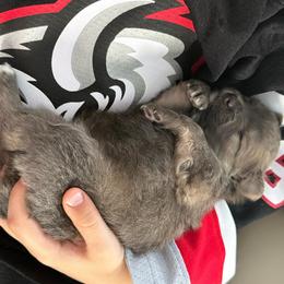 Boy1 - Wolf sable male Pomeranian puppy in Cheektowaga, New York from Buffalo Pomeranians 716