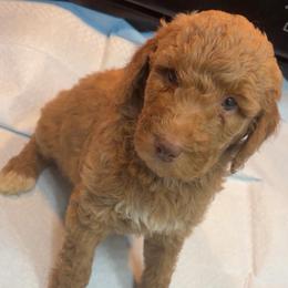 Summer - Red  female Poodle puppy in Sandy Springs, Georgia from Amore’ Poodle Co.