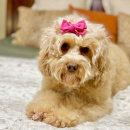 Journey - Australian Labradoodle