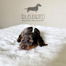 Quentin - Dapple male Dachshund puppy in Royse City, Texas from Truehearted Miniature Dachshunds