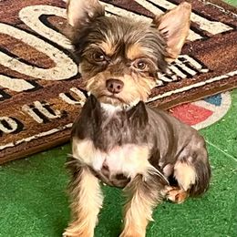 Suga - Yorkshire Terrier