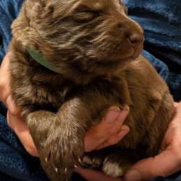Green collar - Liver male German Shepherd puppy in Garrett, Indiana from Devil-Dog Shepherds