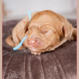 Vlad - Red male Cockapoo puppy in Connersville, Indiana from Deaz Doodle Ranch