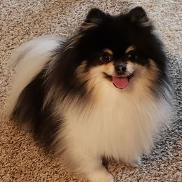 Bandit - Pomeranian