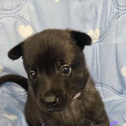 Lilac collar - Black brindle female Dutch Shepherd puppy in Howey In The Hills, Florida from MAC K9 Dutch Shepherds