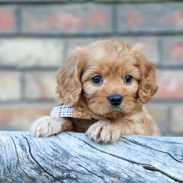 Hoss - Red male Cavapoo puppy in Murray, Utah from Good Looking Dogs