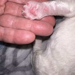Bichon Frise Puppies from Charming Bichons