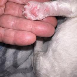 Bichon Frise Puppies from Charming Bichons