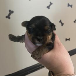 Houston - Black and tan male Yorkshire Terrier puppy in Beavercreek, Ohio from The Yorkie Den, LLC