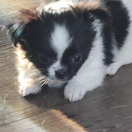 Amy - Black and white female Chihuahua puppy in Tremonten, Utah from Qu-Te's Chihuahuas