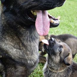 German Shepherd Puppies from Fürstenpalast German Shepherds
