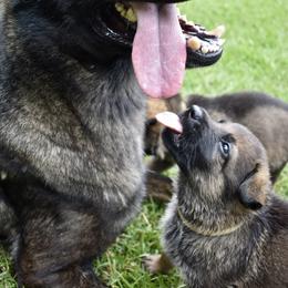German Shepherd Puppies from Fürstenpalast German Shepherds