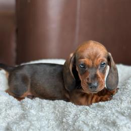 Porthos - Red male Dachshund puppy in Crystal, Michigan from Mare-Bella Smoothcoat Edition