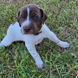Boy 3 - Liver roan male German Shorthaired Pointer puppy in Henderson, Texas from C4 Gun Dogs